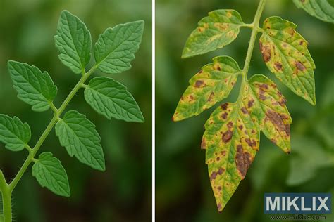 Ilustrácia zdravých a chorých listov paradajok s vyznačenými oblasťami na odstránenie.