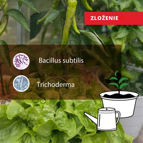 Infografika znázorňujúca cyklus ochrany rastlín pred hubovými ochoreniami pomocou múdrej huby.