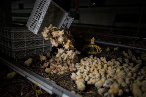 Tematická fotografia kŕdľa brojlerových kurčiat vo vhodnom prostredí