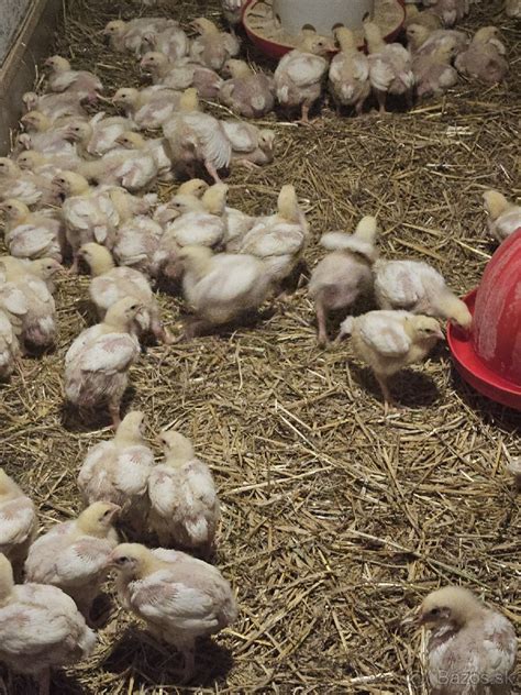 Schéma optimálneho prostredia pre brojlerové kurčatá s vyznačenými zónami tepla a napájačkami