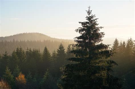 Horský les s výskytom jedle bielej v prirodzenom biotope strednej Európy