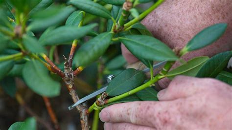 Záhradník vykonávajúci rez na ovocnom kríku.