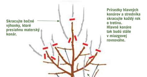 Schéma správneho jarného rezu hortenzie metlinatej