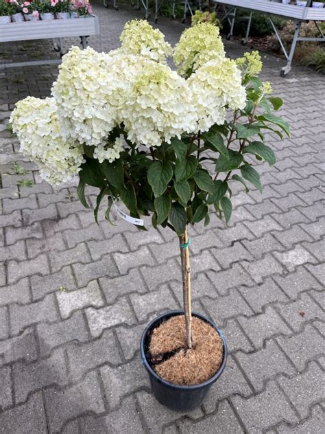Hortenzia metlinatá pestovaná v nádobe na terase
