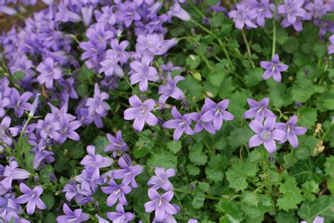Koláž fotografií rôznych druhov zvončekov, vrátane Campanula carpatica, Campanula portenschlagiana a Campanula persicifolia