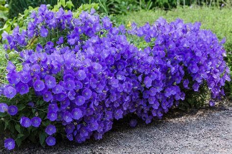 Obrázok odrody zvončeka karpatského 'Dark Blue Clips' s výraznými tmavomodrými kvetmi