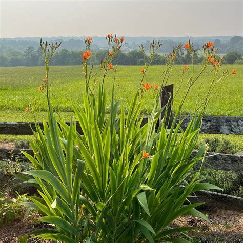 Fotografia kvetov a plodov angínovníka (Iris domestica)
