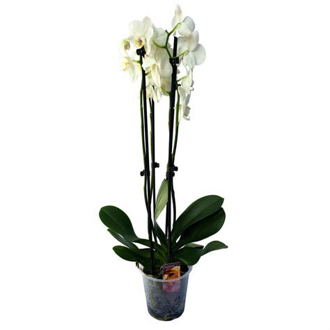 Orchidea Phalaenopsis v priesvitnom črepníku s kôrovým substrátom