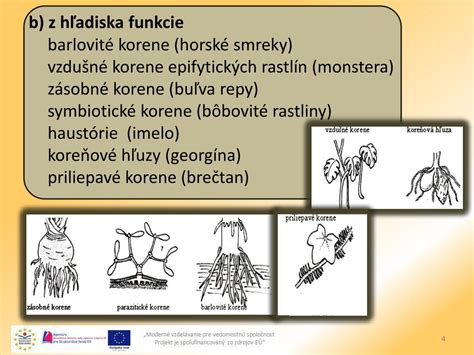 Ilustrácia rôznych vegetatívnych orgánov rastlín: cibuľa, hľuza, podzemok, poplaz