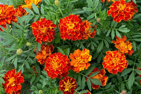 Infografika: Fázy rastu aksamietnice od semena po kvet