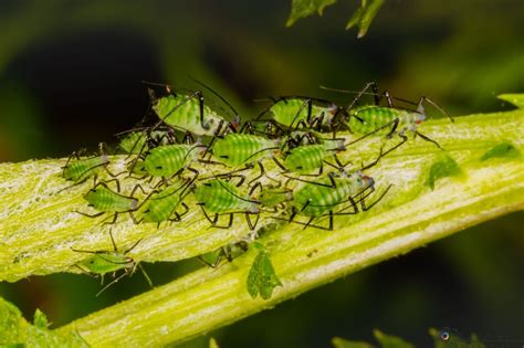 Schéma: Aksamietnica ako repelent a atraktor pre opeľovače v zeleninovej záhrade