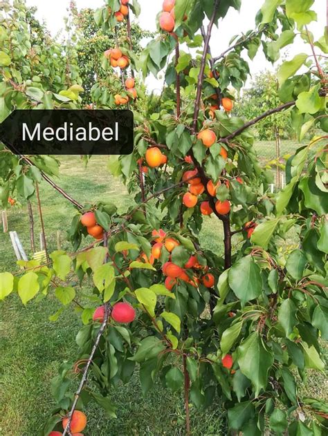 Ilustrácia rôznych odrôd marhúľ s popisom ich plodov