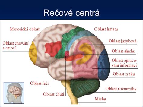 Lokalizácia Brocovho a Wernickeho centra reči v mozgu