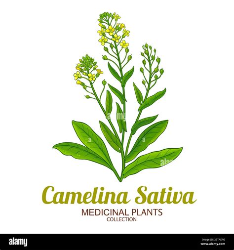 Botanická schéma ľaničníka siateho (Camelina sativa) s vyobrazením kvetov, plodov (šešuliek) a koreňového systému.