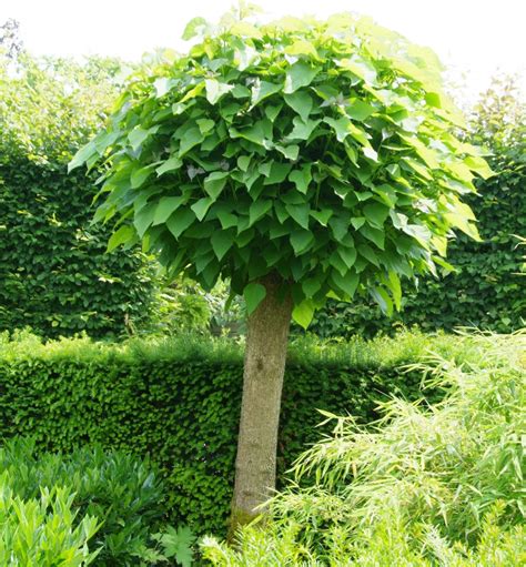 Ilustračná fotografia: Zastrihnutá katalpa s guľovitou korunou na kmienku