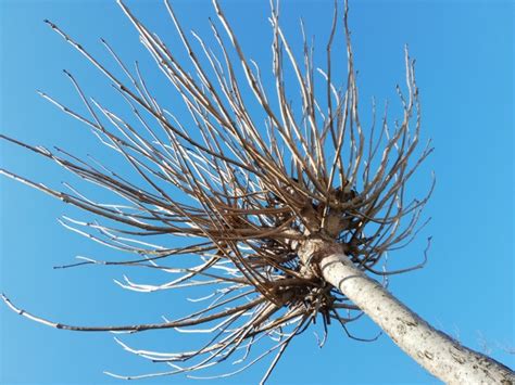 Ilustračná fotografia: Rez katalpy v zimných mesiacoch, ktorý môže prispieť k zhusteniu koruny