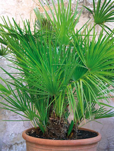 subtropické rastliny v kvetináčoch na slnečnom okne