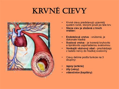 infografika zobrazujúca účinky cesnaku na srdce a cievy