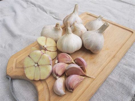 Detailný záber cibule cesnaku s dobre vyvinutými strúčikmi.