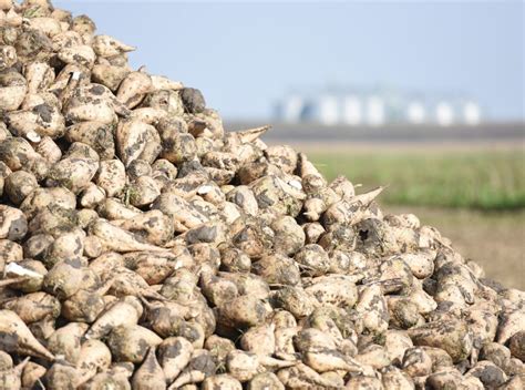 Peletované osivo cukrovej repy pripravené na obaľovanie