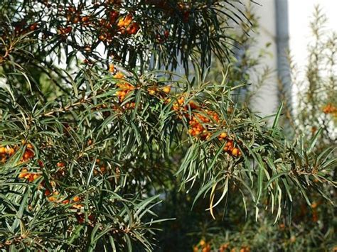 Rôzne druhy plodov rakytníka s detailným pohľadom na ich veľkosť a farbu