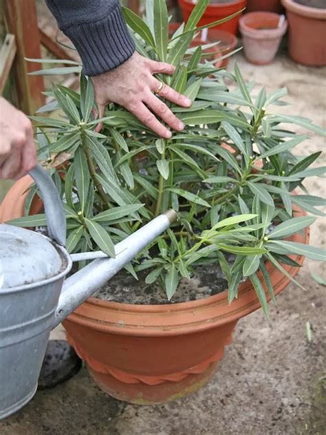 Záber na kvitnúci oleander v terakotovej nádobe na slnečnej terase