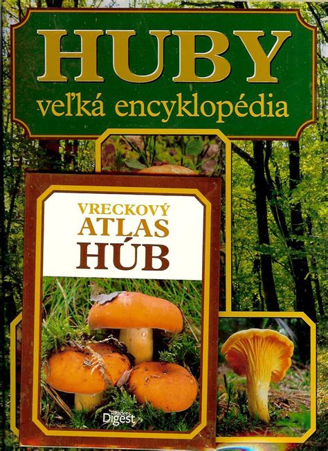 Ilustrácia mykorhíznych húb spojených s koreňmi rastliny