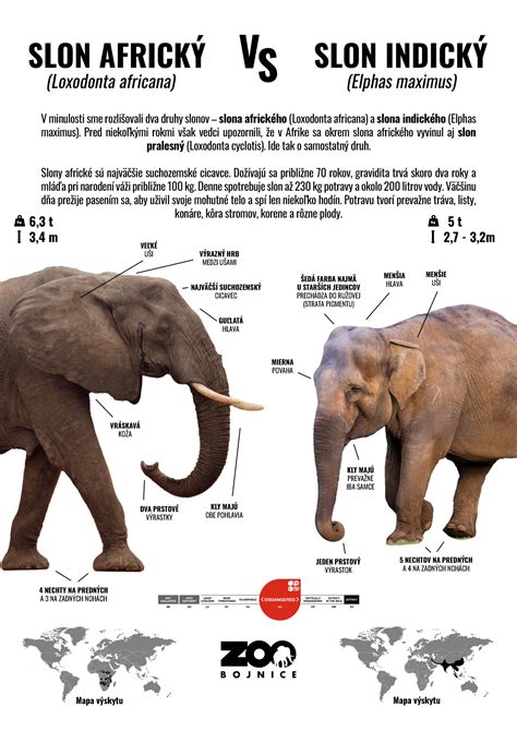 Infografika znázorňujúca rozdiel medzi koreňovým systémom rastliny s mykorhízou a bez nej