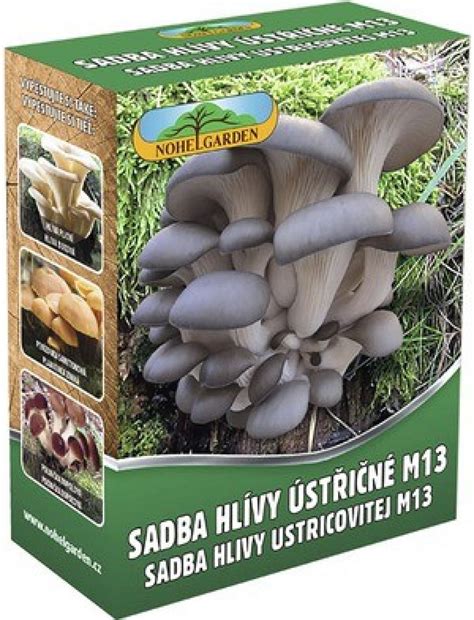 Huby hlivy ustricovej rastúce v tieni