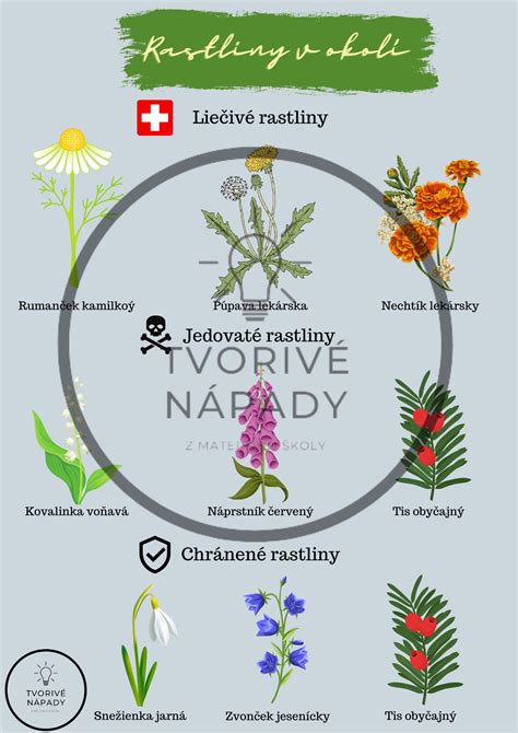 infografika znázorňujúca životný cyklus konope od semienka až po zber