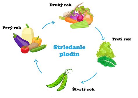 Infografika: striedanie plodín v záhrade pre zdravú úrodu cibule