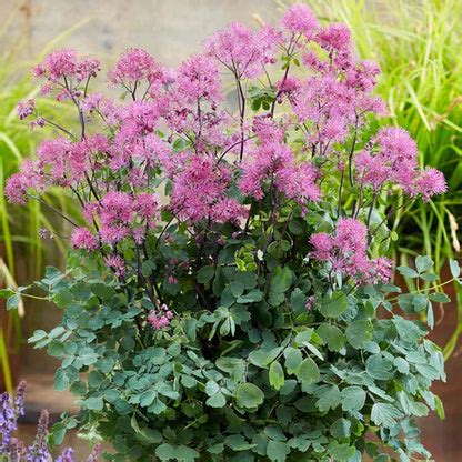 Fotografia trvalky Thalictrum 'Little Pinkie' s jemnými ružovými kvetmi