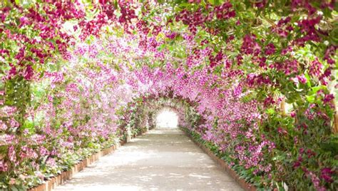 Schéma rozdelenia orchideí na epifytické (rastúce na stromoch) a terestrické (pôdne druhy)