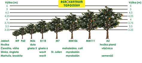 Infografika znázorňujúca rastovú silu rôznych podpníkov jabloní