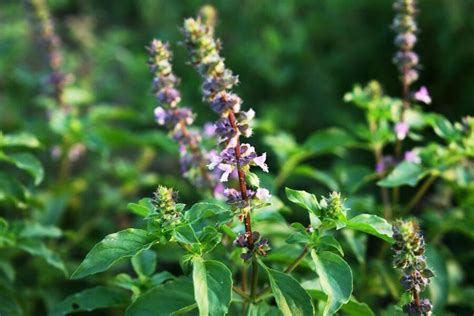 Obrázok rastliny Bazalka posvätná pestovanej na balkóne