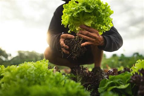 schéma ukazuje, ako mykorízne huby rozširujú koreňový systém rastliny pre lepší príjem živín