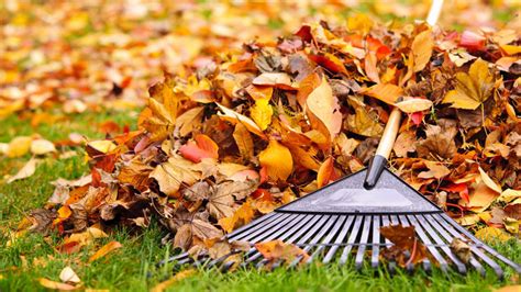 Schéma: Miesta prezimovania škodcov v záhrade (pôda, kôra stromov, opadané lístie)