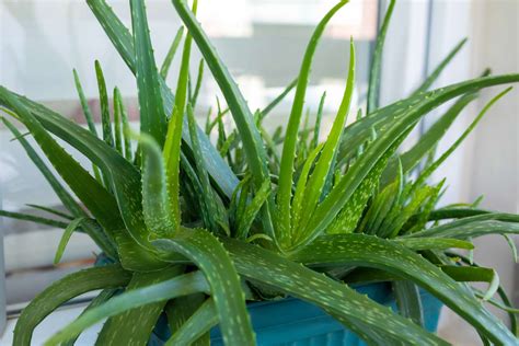 Ruky presádzajúce aloe vera do nového terakotového kvetináča