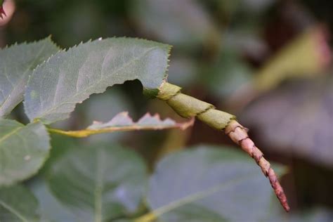 detailný záber na zvinuté listy ruží spôsobené piliarkou