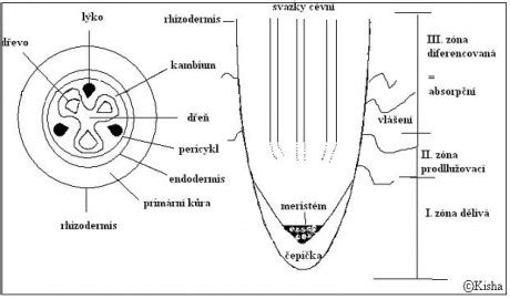 Schéma znázorňujúca anatomickú stavbu zamiokulkasu: hľuza, korene a stonky s listami