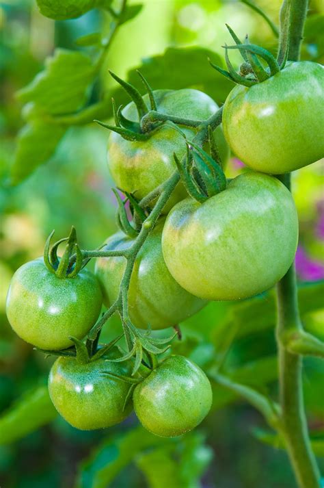 Ilustračná fotografia dozrievajúcich paradajok na rastline