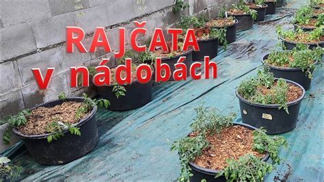 Schéma vrstveného sadenia cibuľovín v nádobách (tzv. lasagnové vysádzanie)