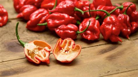 Detailný záber na vráskavý plod Trinidad Moruga Scorpion s typickým škorpióním výbežkom