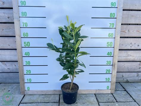 Vavrínovec lekársky s typickými lesklými tmavozelenými listami.