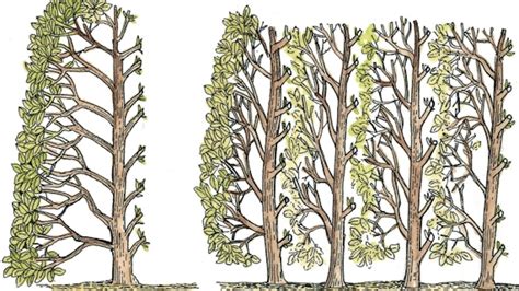 Ilustrácia správnych rozostupov pri výsadbe živého plota z vavrínovca.