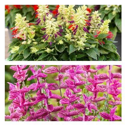 Rôzne farebné varianty kvetov šalvie ohnivej