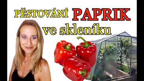 Infografika procesu klíčenia semien papriky od namáčania až po presadenie do téglikov