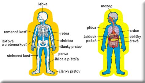 infografika znázorňujúca vplyv cesnaku na ľudské orgány a imunitný systém