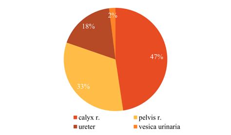 Diagram ukazujúci umiestnenie a funkcie psích fúzov (vibrís).