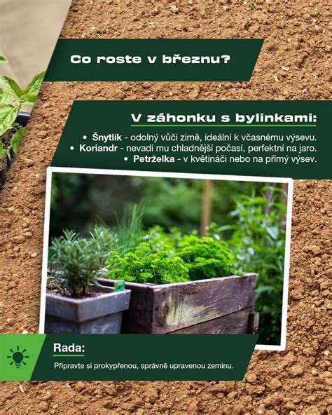 ilustrácia rastliny v príliš malom a v správne veľkom kvetináči